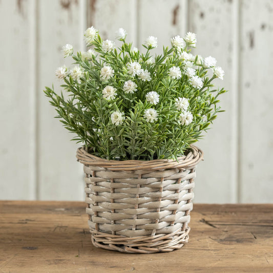 White Flowering Plant in Wicker Pot