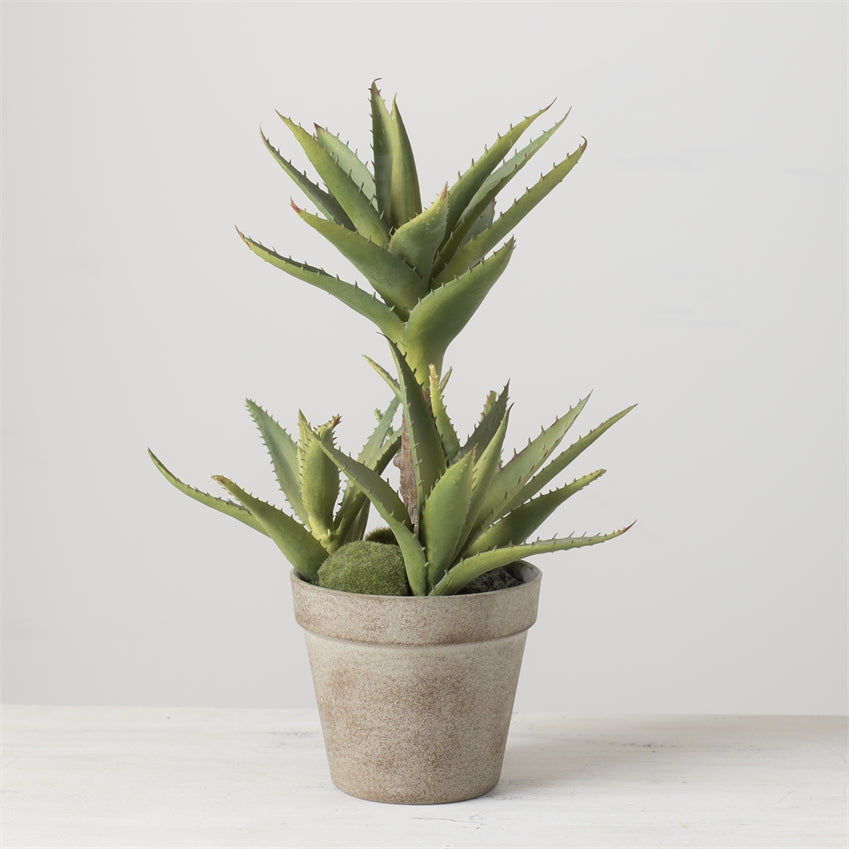 Potted Aloe
