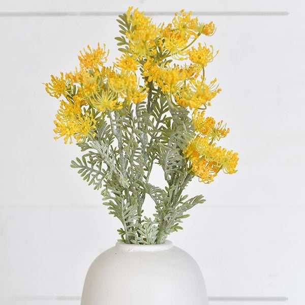Yellow Fennel Bush