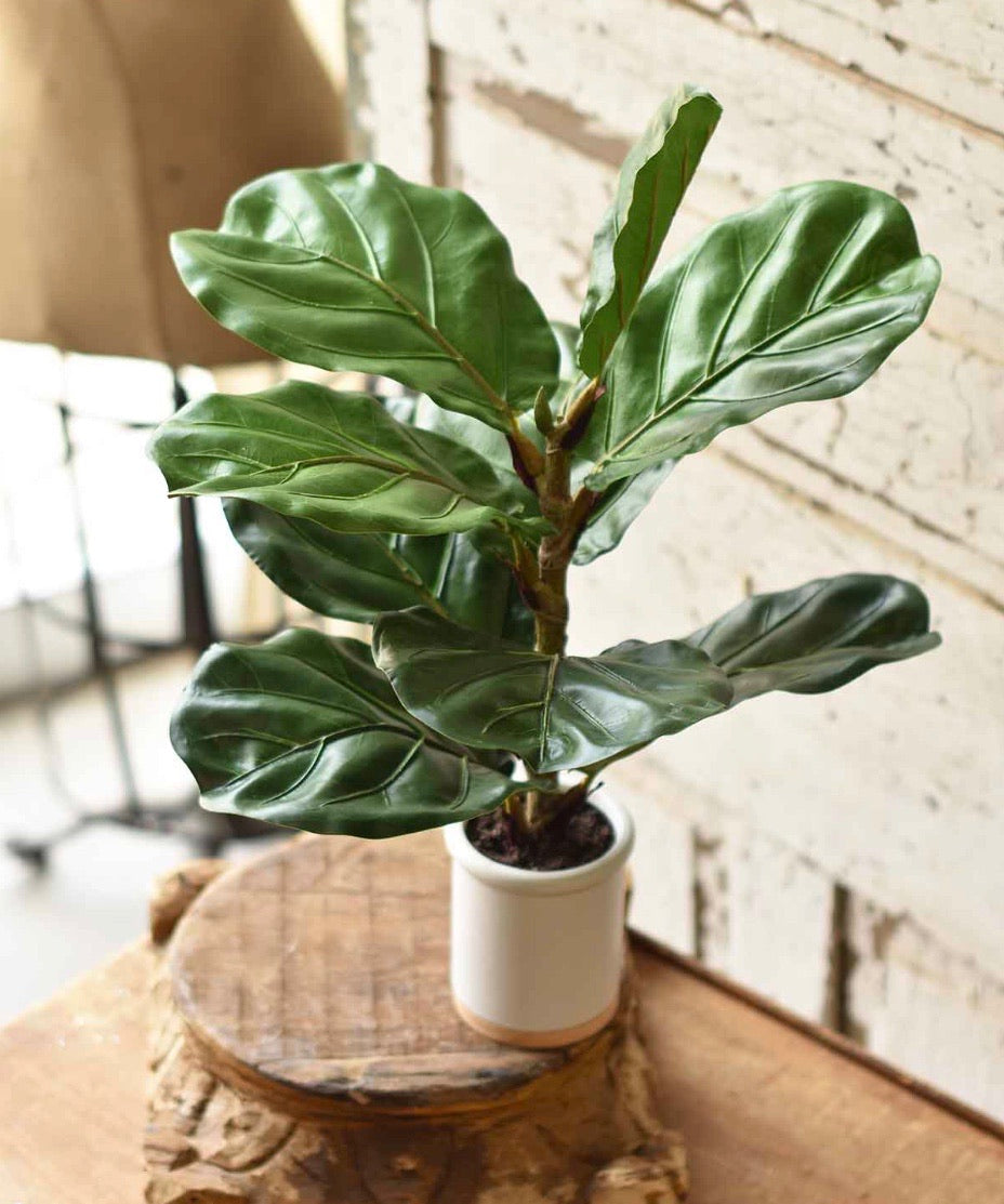 fiddle leaf fig shop Potted Fiddle Leaf Fig – Newnan Mercantile