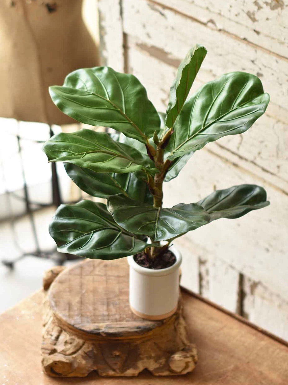 Potted Fiddle Leaf Fig