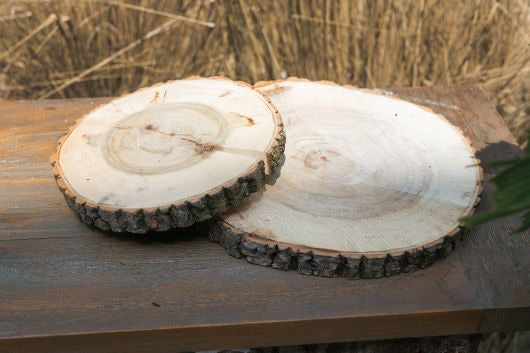 Poplar Wood Slice