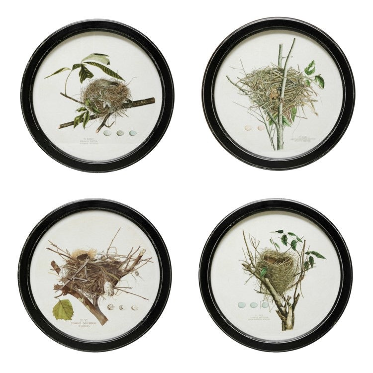Framed Vintage Reproduction Nest Print, 4 Styles