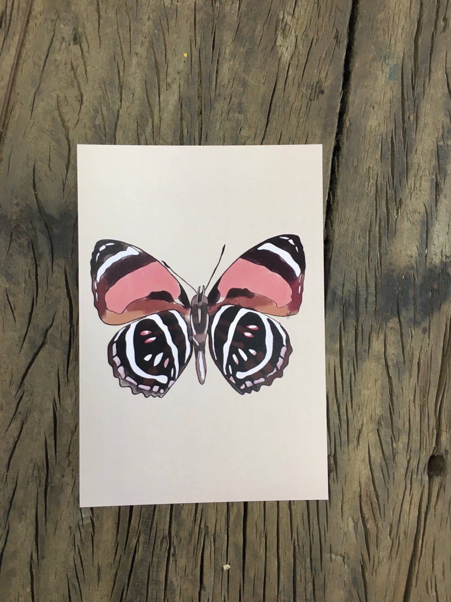 Pink Butterfly - Print